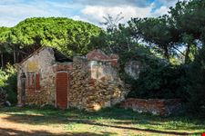 Populonia