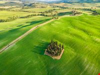 Cipressi di San Quirico d’Orcia