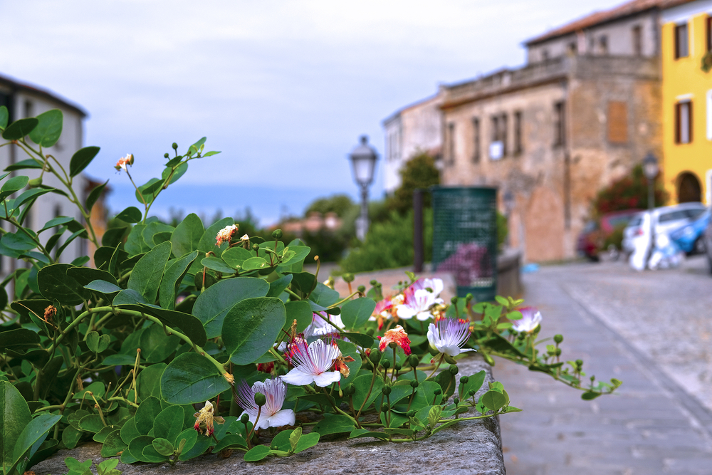 Monselice