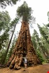 Sequoia National Park