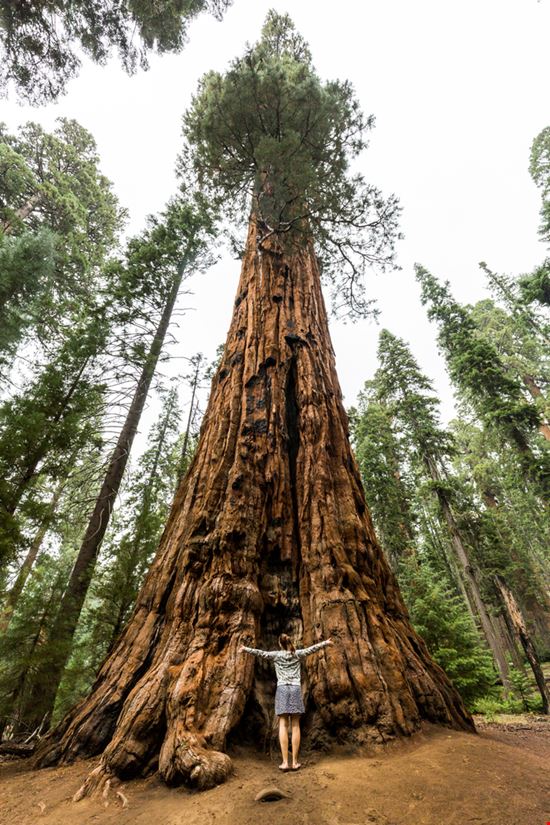 Sequoia National Park Sequoia National Park Oscity - Shutterstock.com 