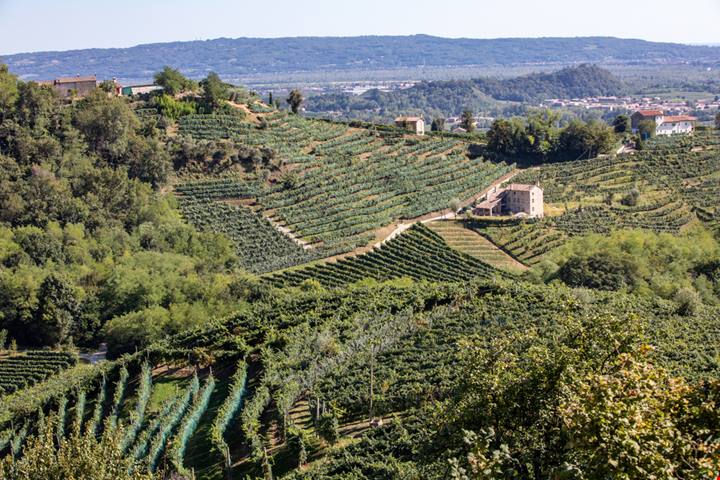 Lontane dalla folla della Laguna, le colline del buon bere sono la Patria del vino più amato dagli italiani