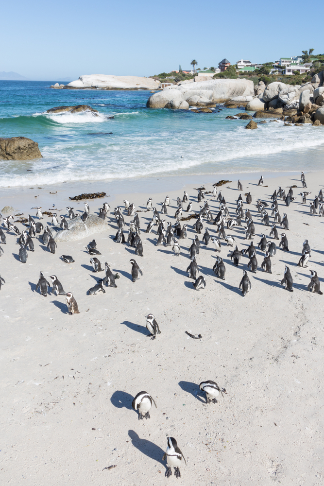 Boulders Beach