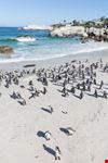 Boulders Beach