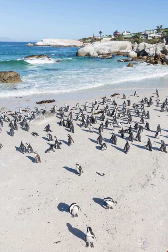 Boulders Beach Boulders Beach Tristan Young - Shutterstock.com 