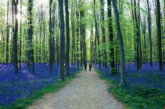 Foresta Blu Foresta Blu CroMary - Shutterstock.com 