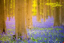 Foresta Blu