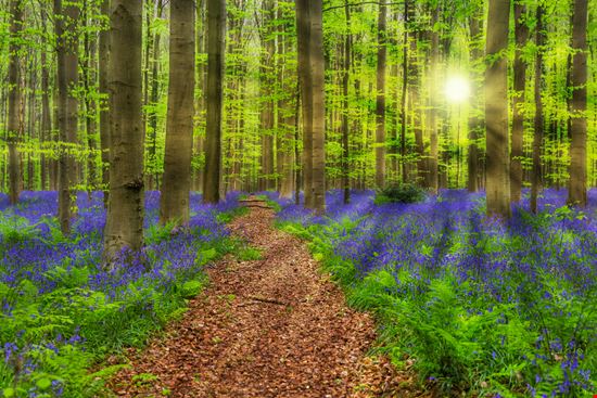 Foresta Blu Foresta Blu Tatiana Popova - Shutterstock.com 