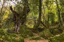 Bosco del Sasseto