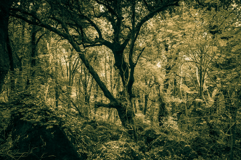 Bosco del Sasseto