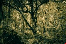 Bosco del Sasseto