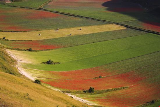 Castelluccio di Norcia Altipiano di Castelluccio stock.adobe.com 