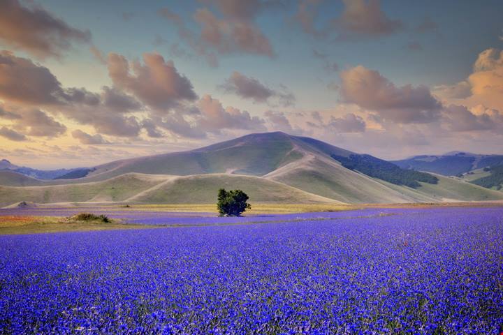 Fioriture primaverili, i luoghi della natura in Italia e nel mondo - PaesiOnLine