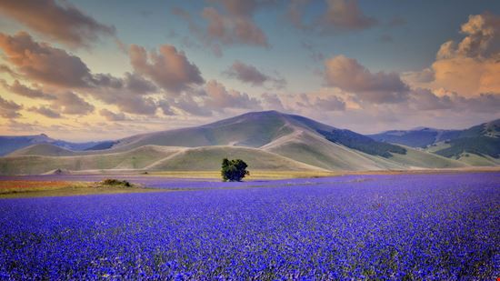 Castelluccio di Norcia Altipiano di Castelluccio stock.adobe.com 