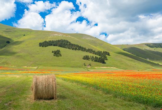Castelluccio di Norcia Altipiano di Castelluccio stock.adobe.com 