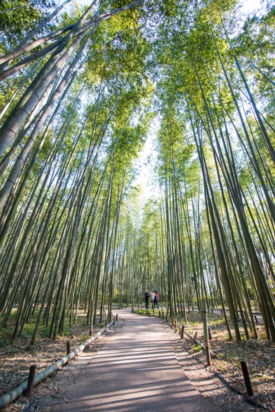 Bosco di Bambù Bosco di Bambù MosayMay - Shutterstock.com 