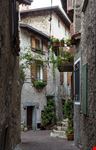 Tremosine