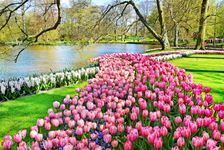 Parco Keukenhof
