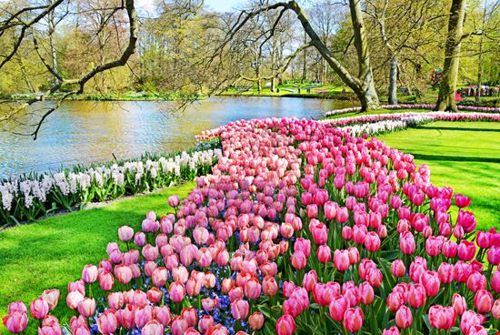 Parco Keukenhof Parco Keukenhof MarinaDa - Shutterstock.com 