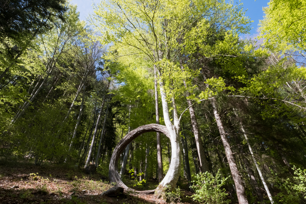 Arte Sella