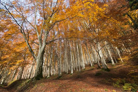 Parco Nazionale delle Foreste Casentinesi Parco Nazionale delle Foreste Casentinesi Buffy1982 - Shutterstock.com 