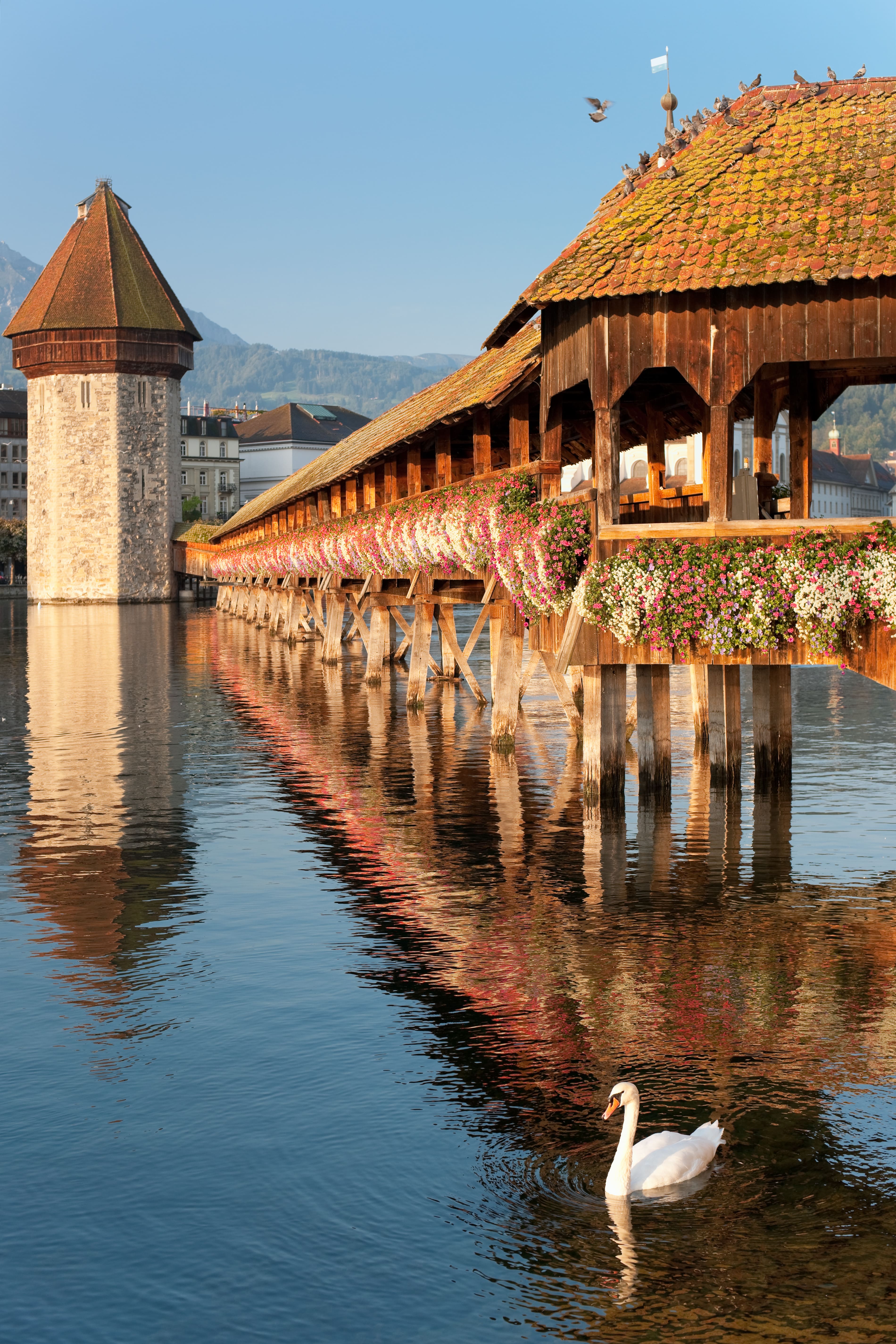 Lucerna