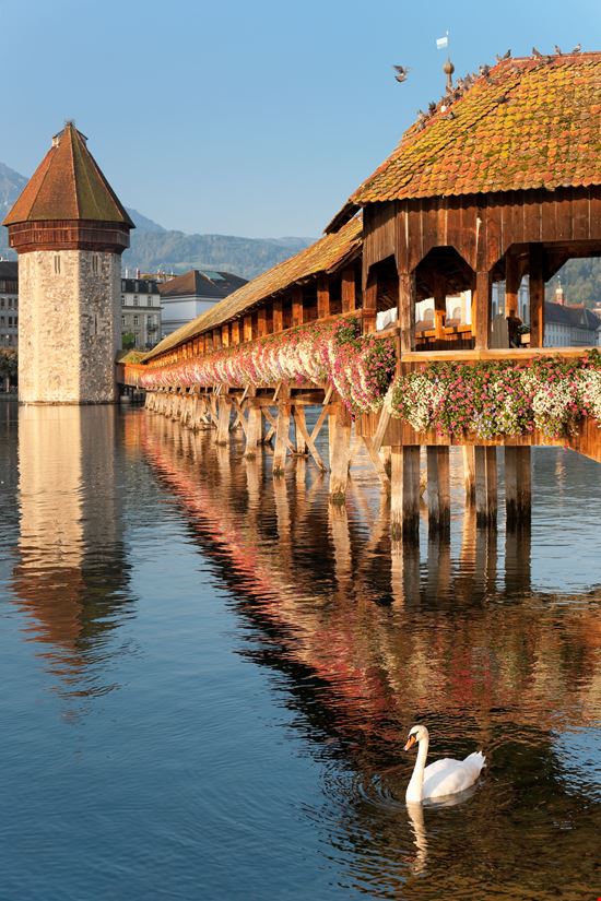 Kapellbrücke Luzern stock.adobe.com 