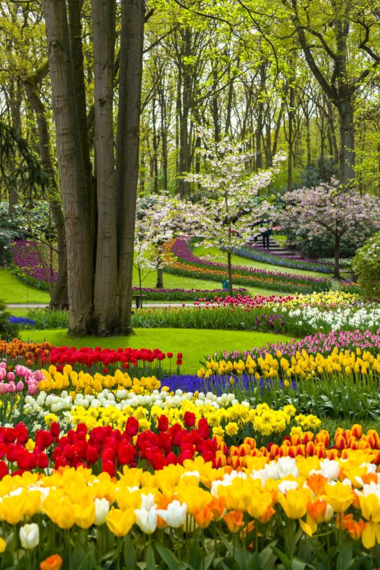 Parco Keukenhof Parco Keukenhof tomch - Istockphoto.com 