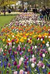Parco Keukenhof