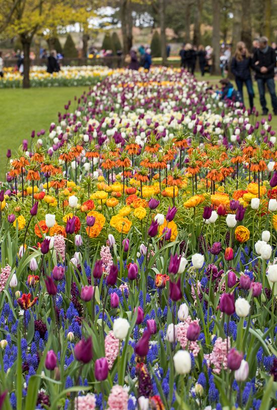 Parco Keukenhof Parco Keukenhof wjarek - Istockphoto.com 