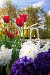 Parco Keukenhof