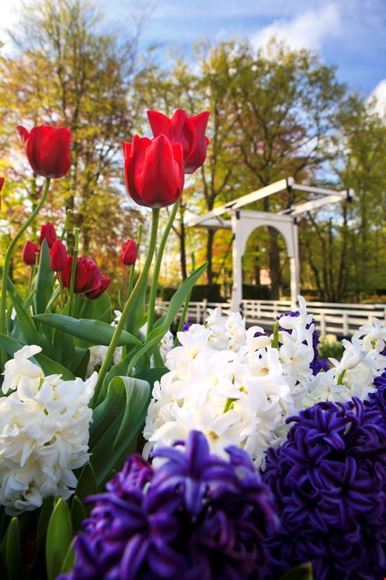 Parco Keukenhof Parco Keukenhof DigiClicks - Istockphoto.com 