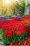 Parco Keukenhof