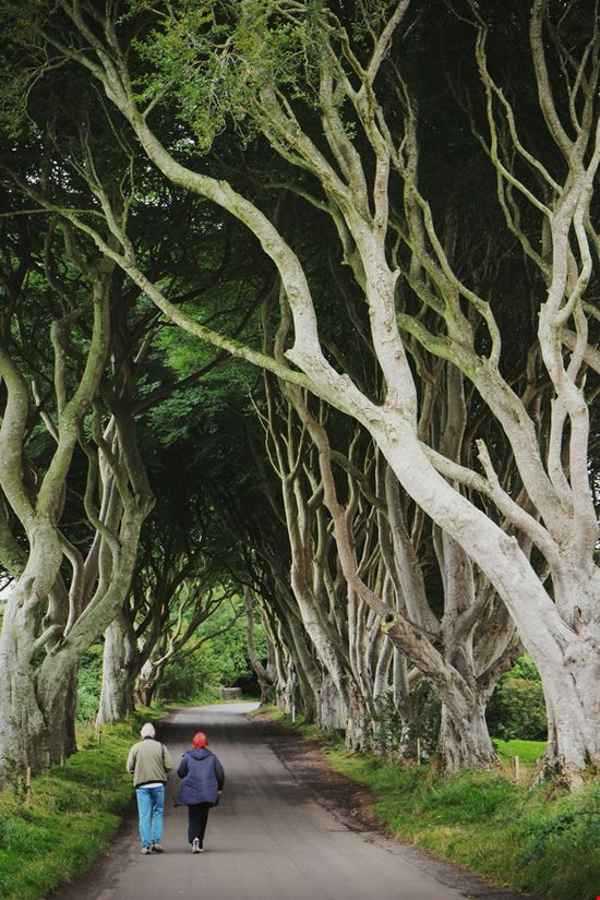 The Dark Hedges The Dark Hedges Duangkwan Jantanakool - Shutterstock.com 