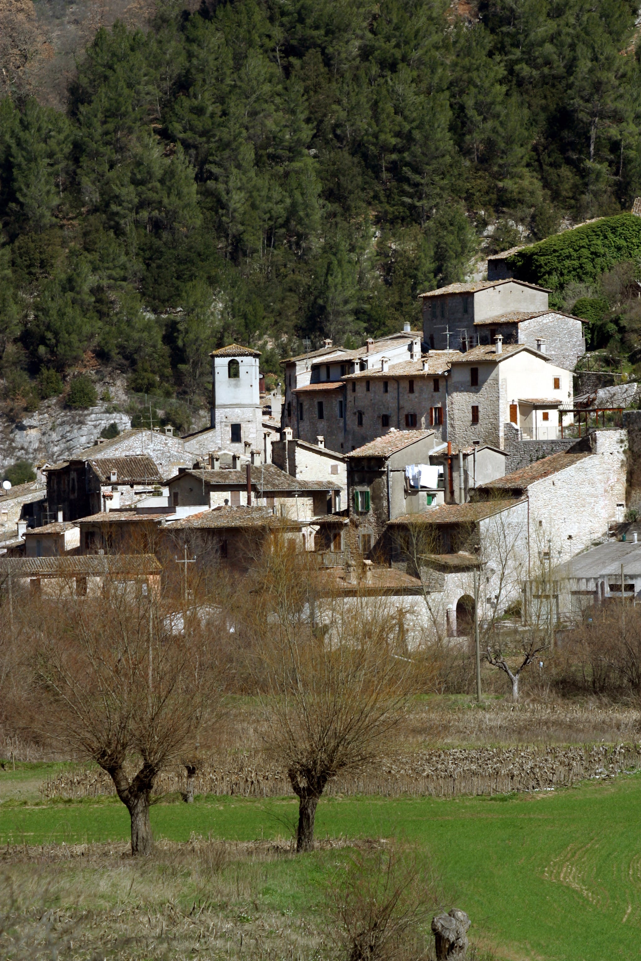 Scheggino