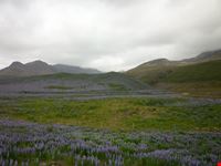 Lowland