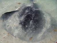 stingray gigante tra i piedi perth