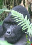 gorilla tracking kampala