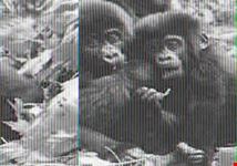 kampala gorilla tracking