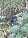 kampala gorilla tracking