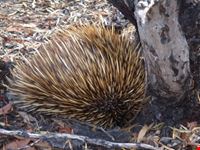 kangaroo island-echidna a passeggio adelaide