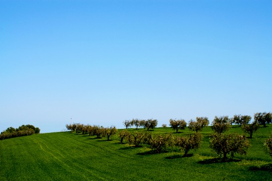 Ulivi tra le campagne elpidiensi