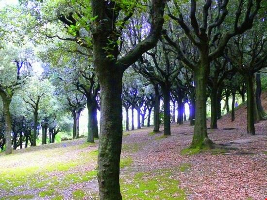  Come colonne gli alberi sorreggono il cielo  