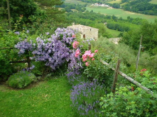 Fiori e colori