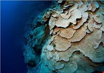 dahab unterwasserwelt