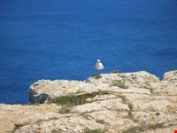 gabbiano formentera
