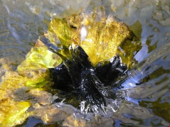  Riflessi dorati  