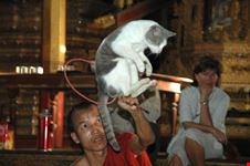 jumping cat monastry inle lake mandalay