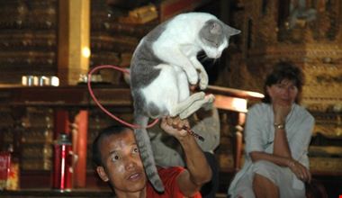 jumping cat monastry inle lake mandalay jumping cat monastry inle lake mandalay