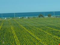 Girasoli